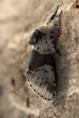 /album/lepkek/furcula-bicuspis-jpg1/